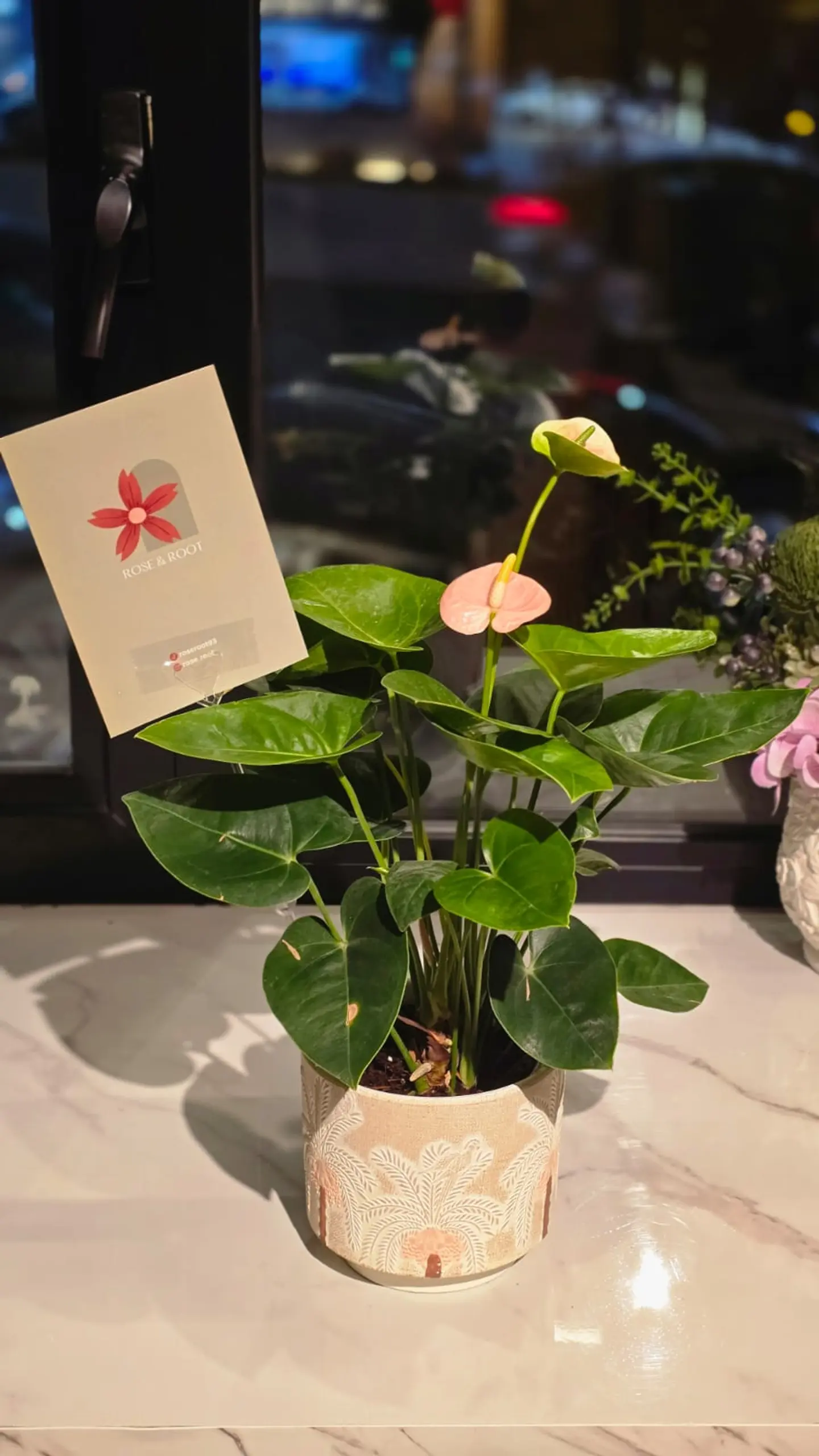 Anthurium Plant