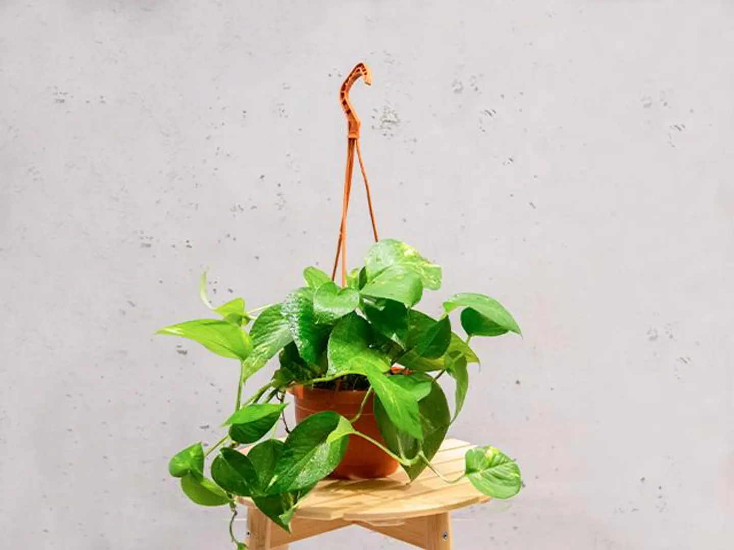 Pothos Plant In A Hanging Pot