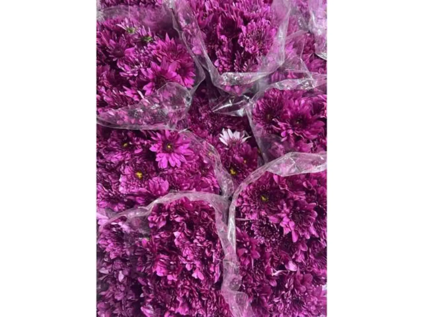 Baby Craze Purple