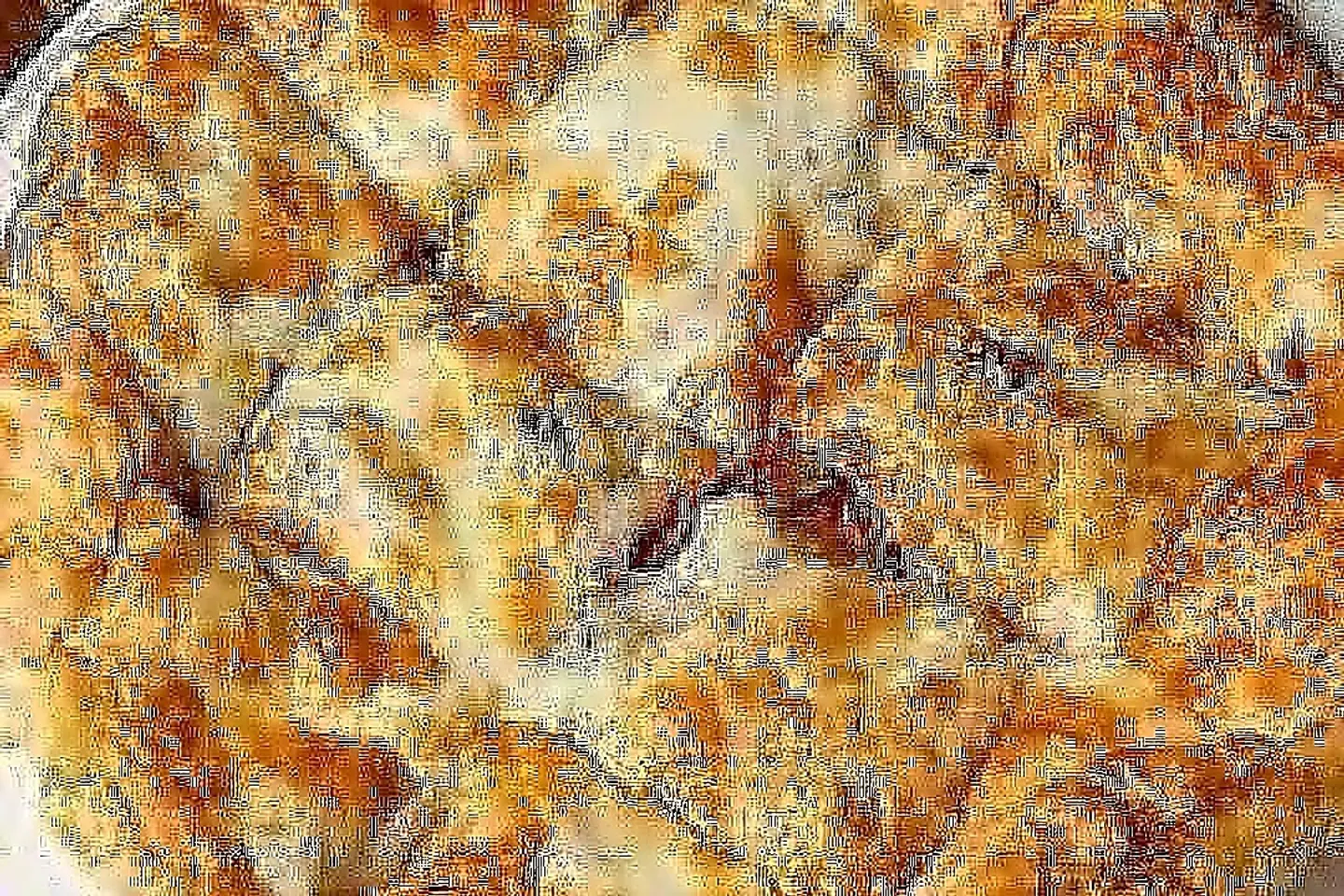 فطيرة شرقي مشكل أجبان