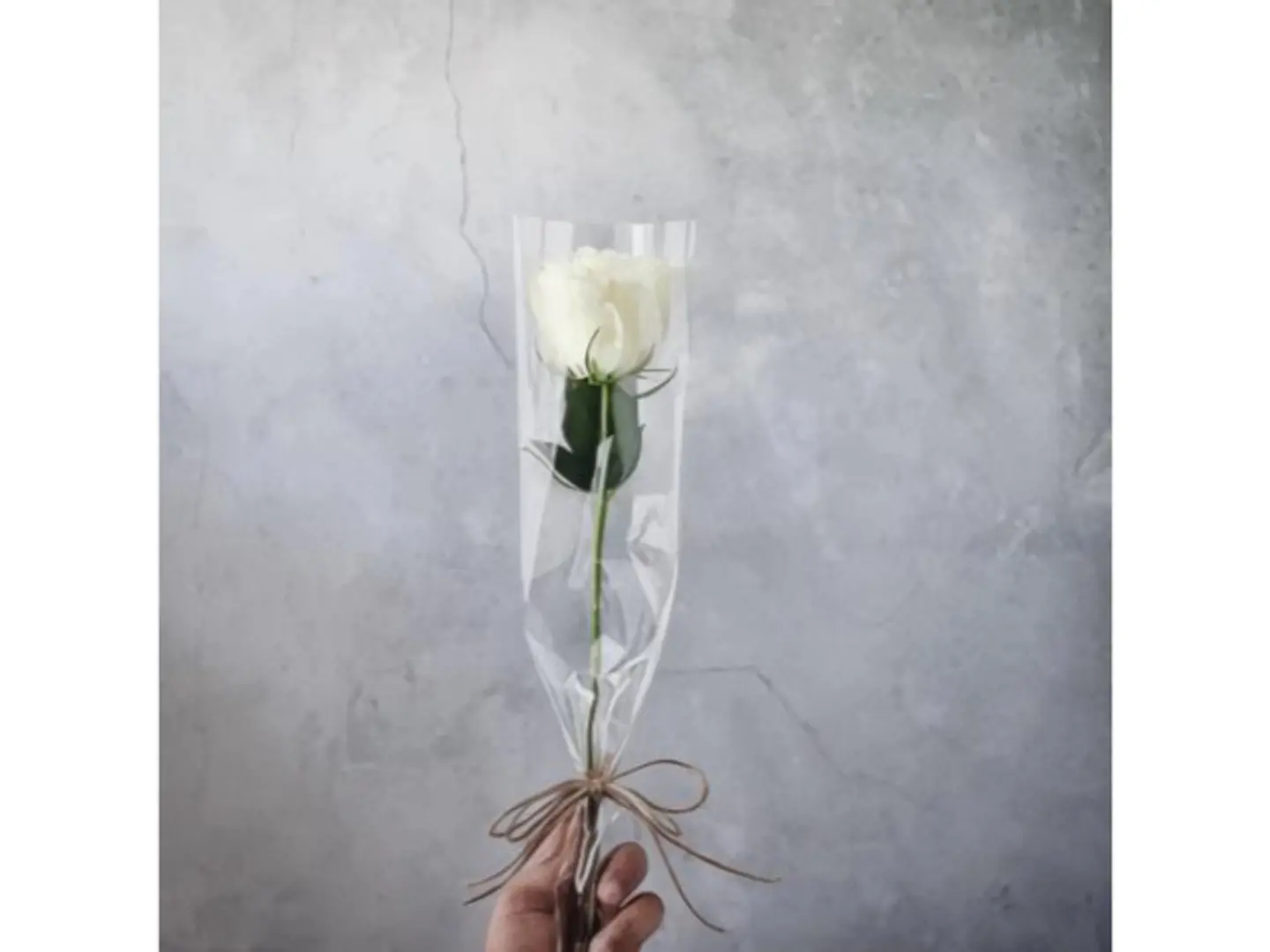 Rose For Distributions