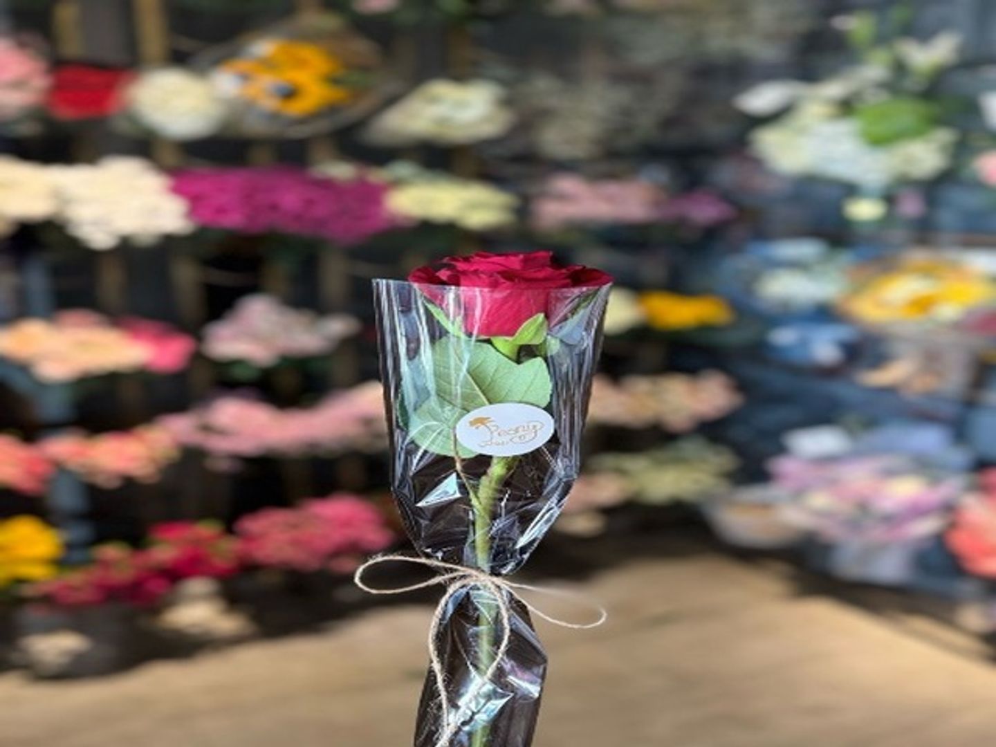 Single Rose 73