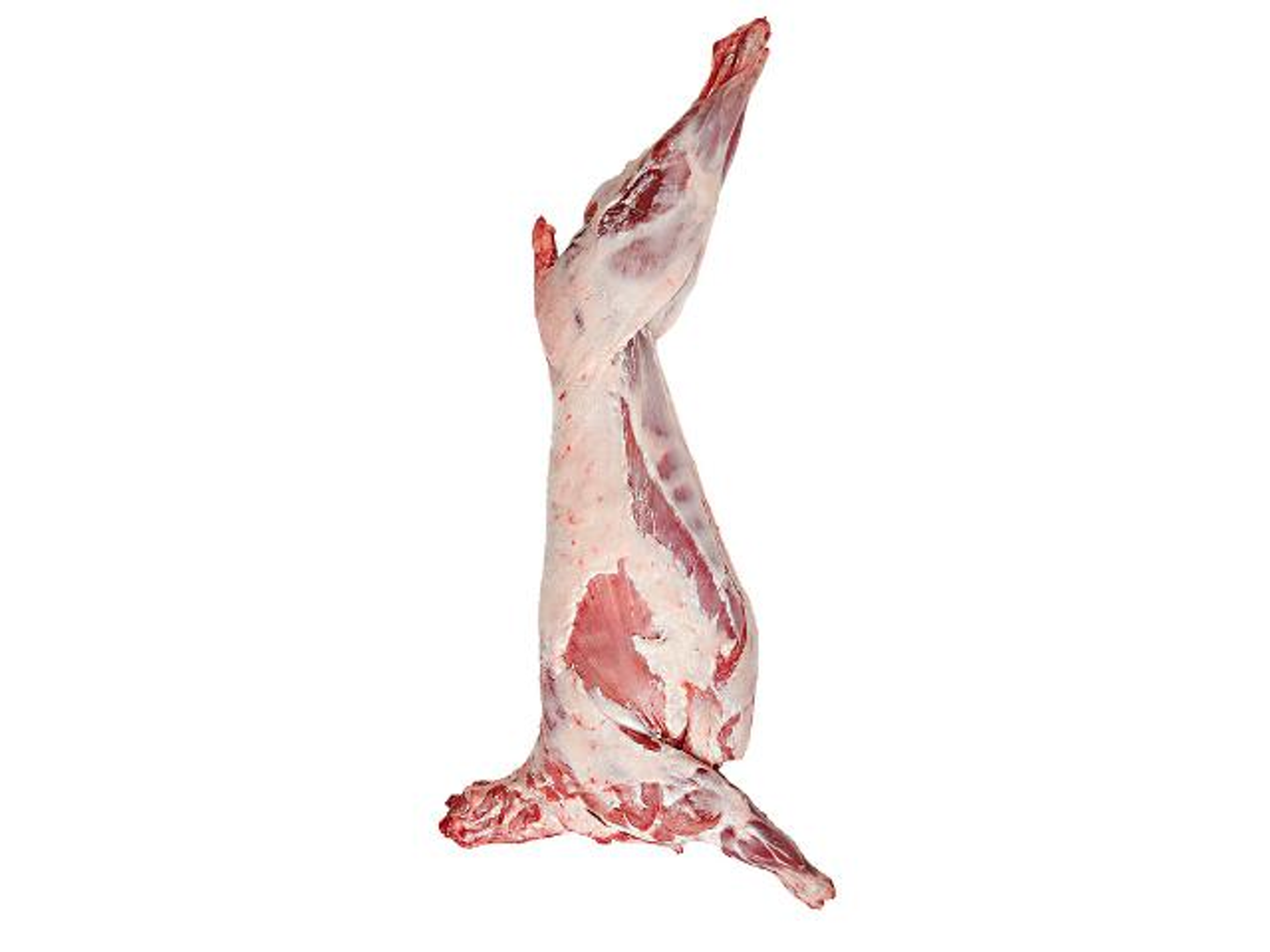Harfi Naeimi Lamb