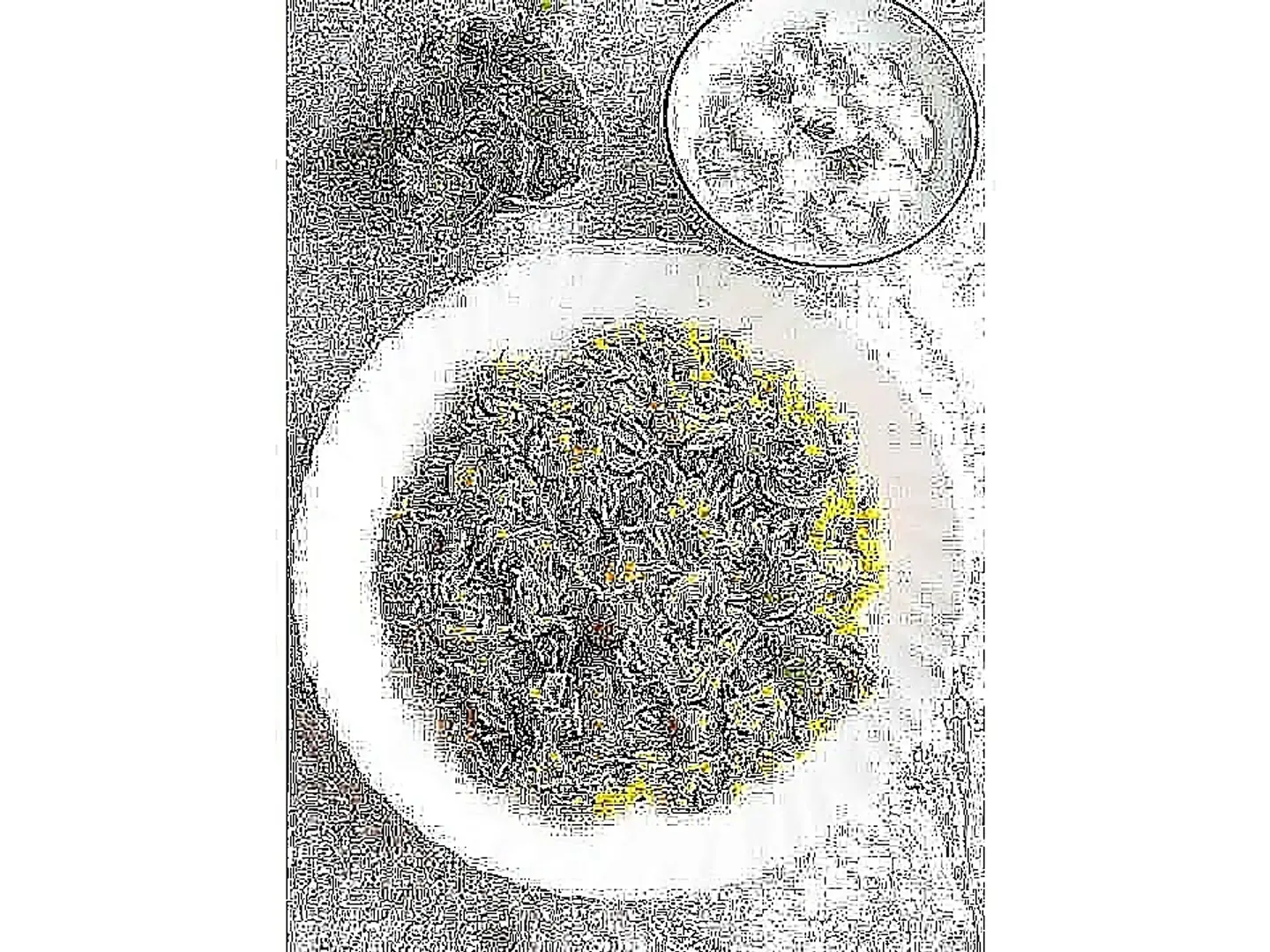 فطر برياني