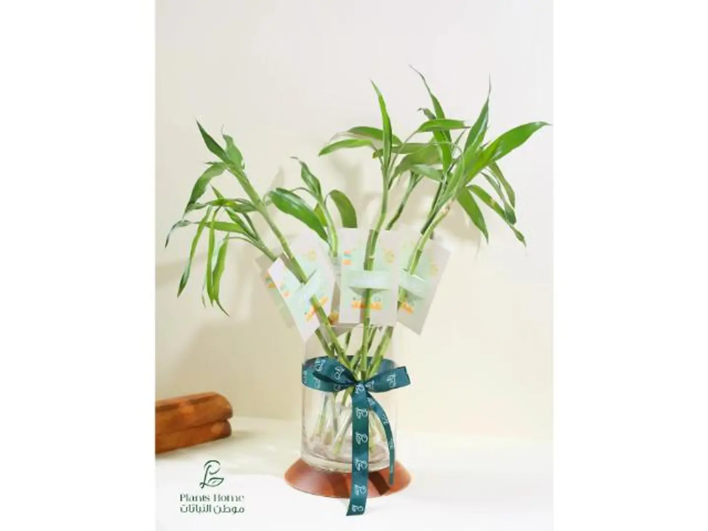 توزيعات 6 سيقان البامبو مع فازة زجاجية