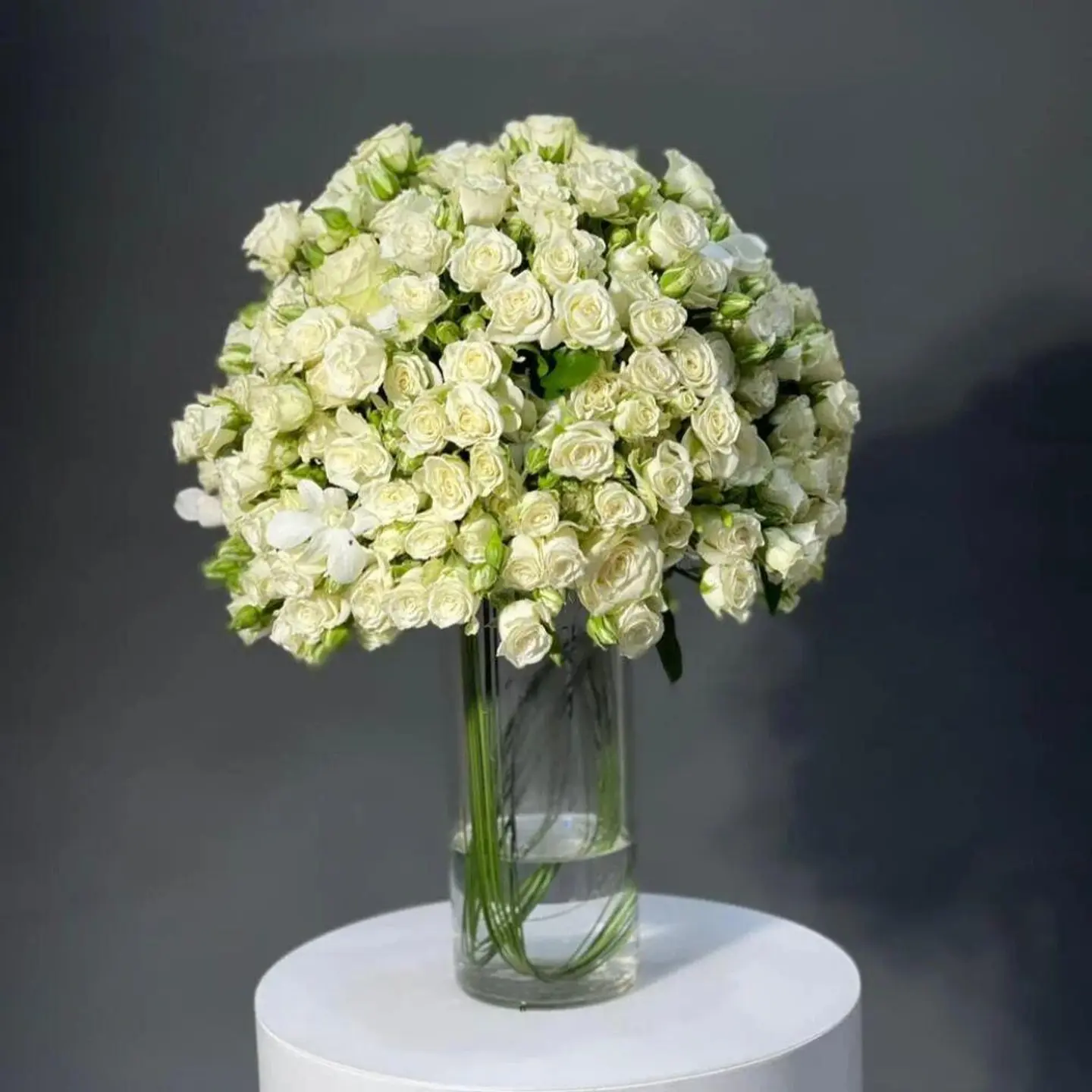 Symphony Of The White Rose