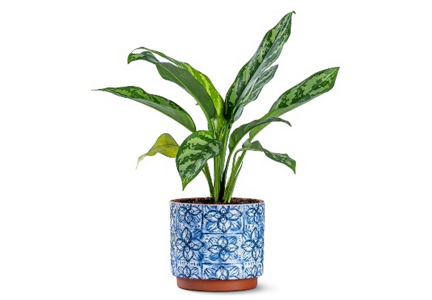 Aglonema Plant Planted In A Ceramic Pot