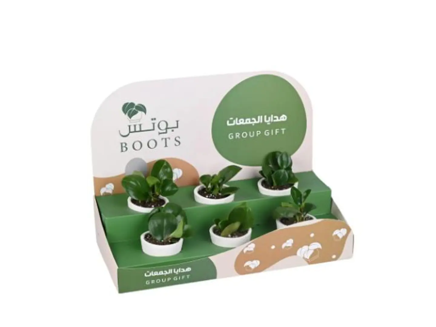 39  Box Of The Collections Of The Bibromia Plant