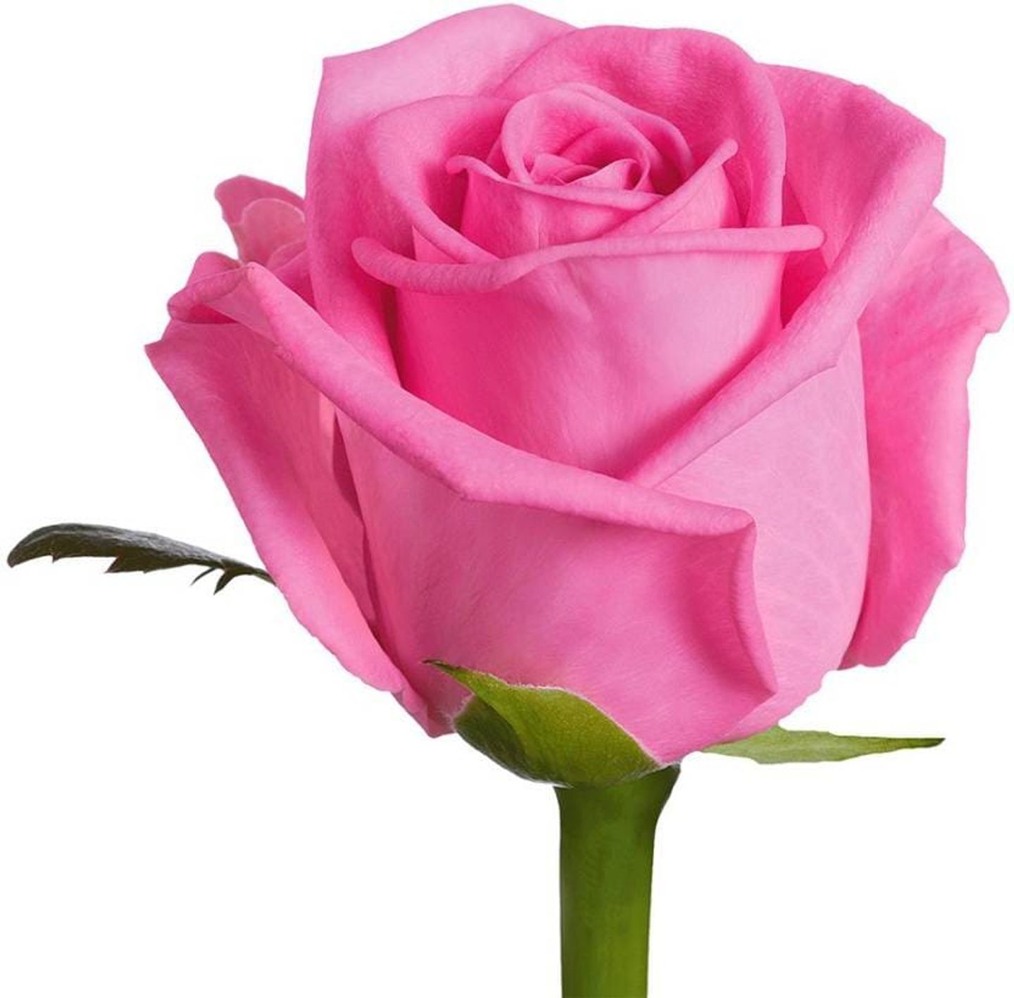 Pink Rose