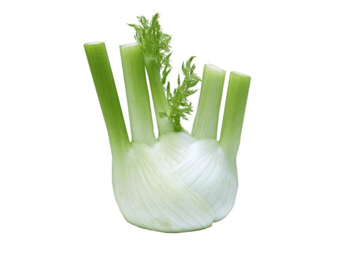 Fennel Holland