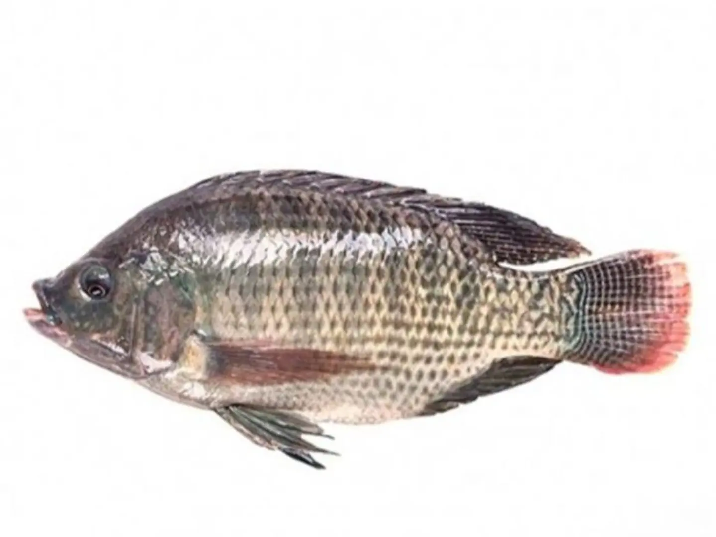 Tilapia