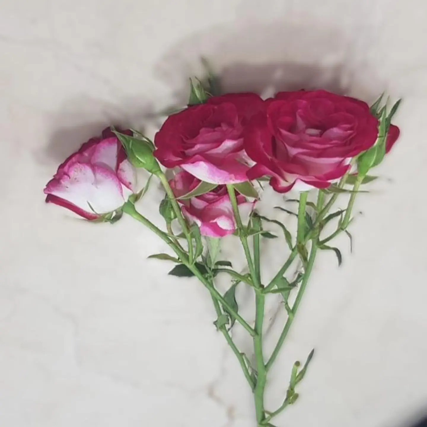 Double Color Fuchsia Baby Rose