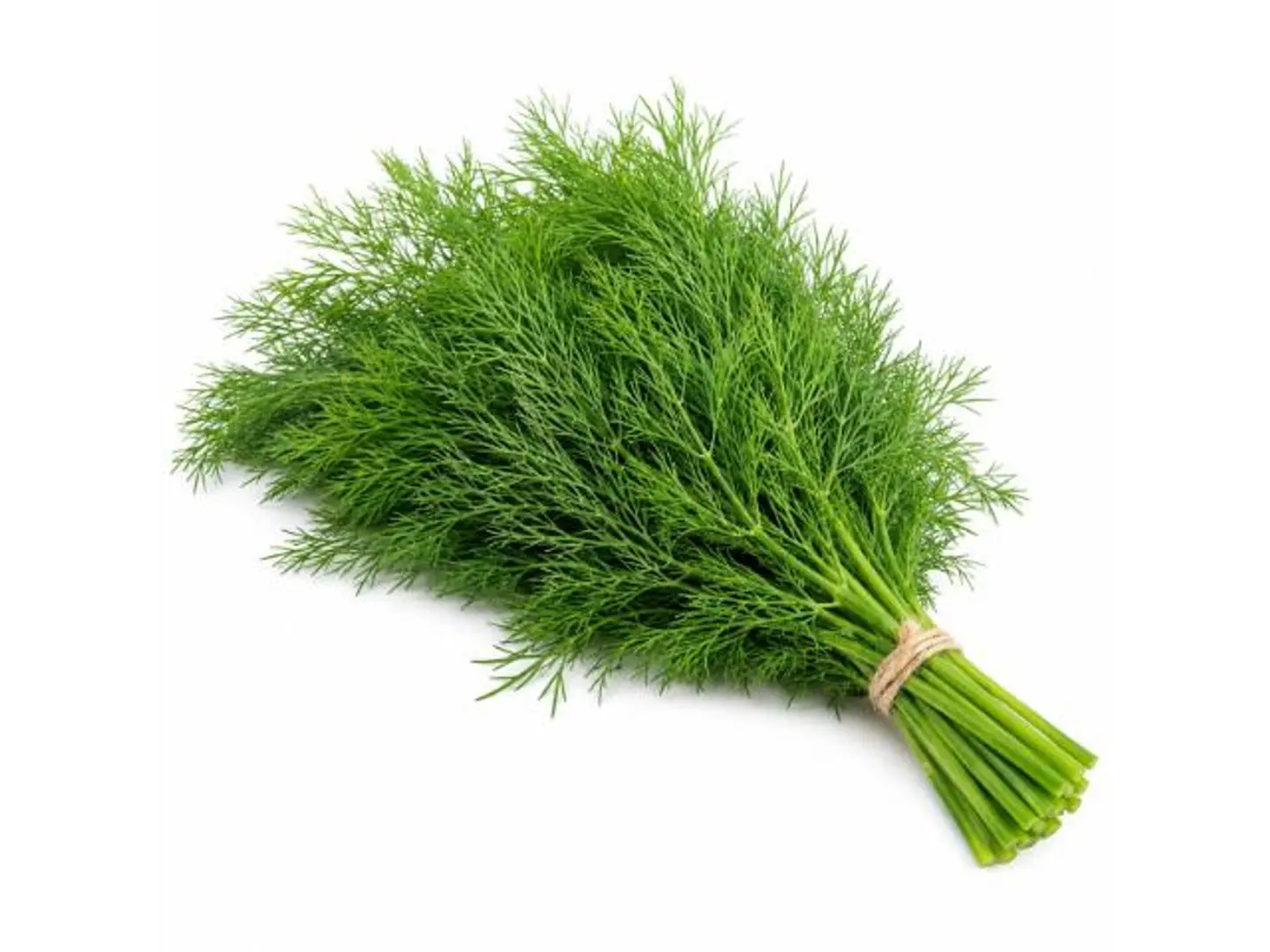 Bundle Of Dill
