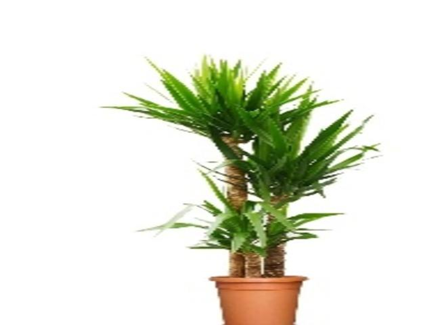 اليوكا 3 اعواد ارتفاع 120 سم