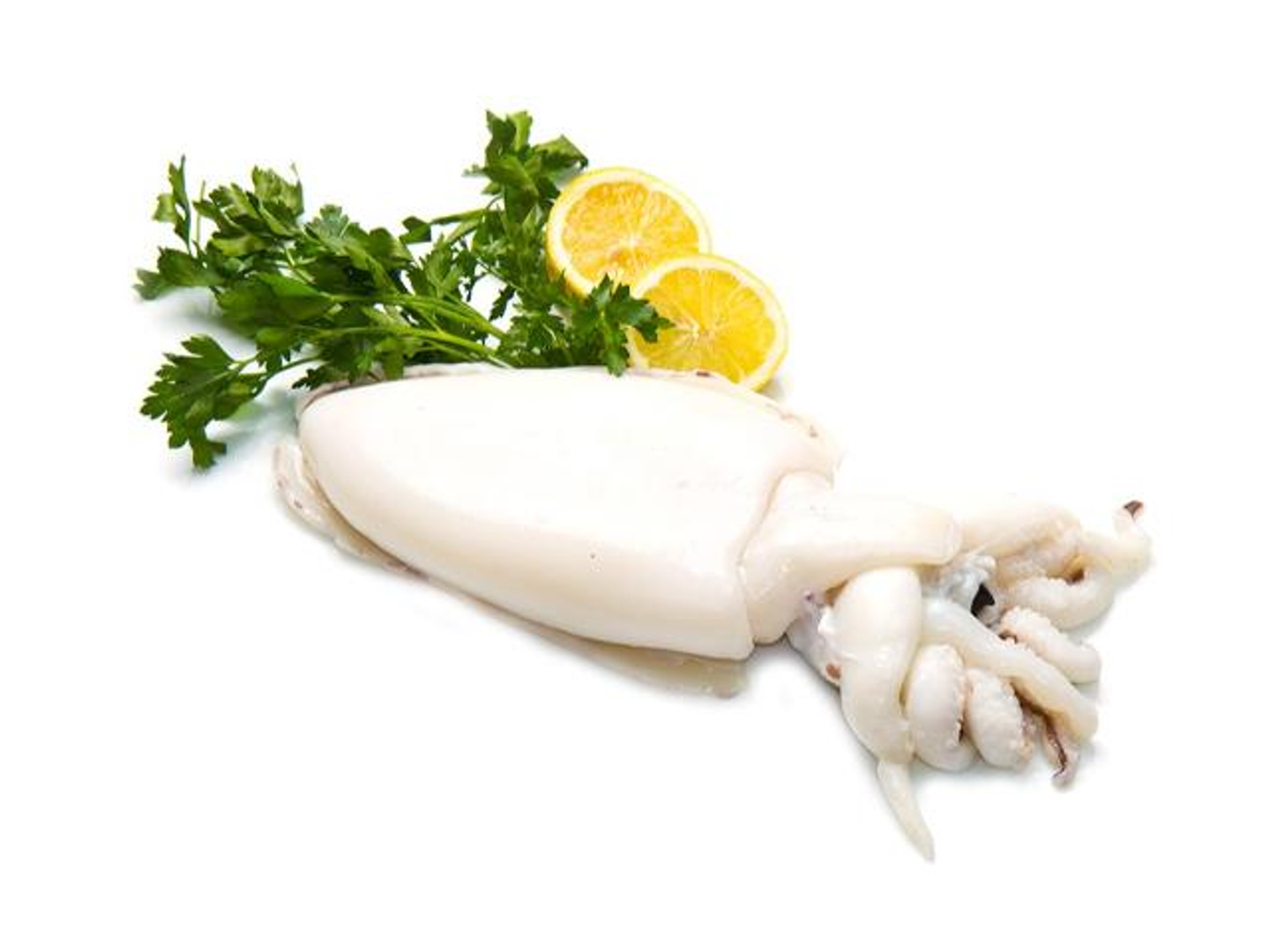 Squid