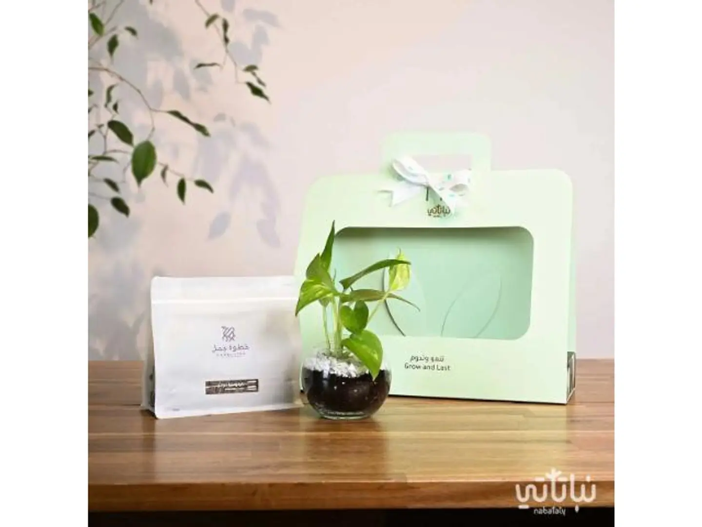 Pothos Colombia Light Green