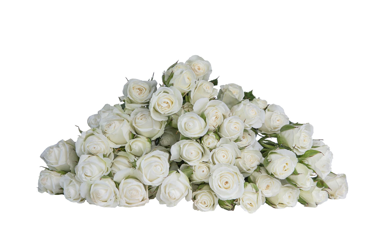 A41 White Spray Rose 10stem