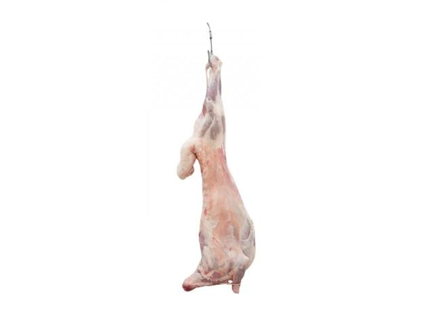 ذبيحة هرفي حري