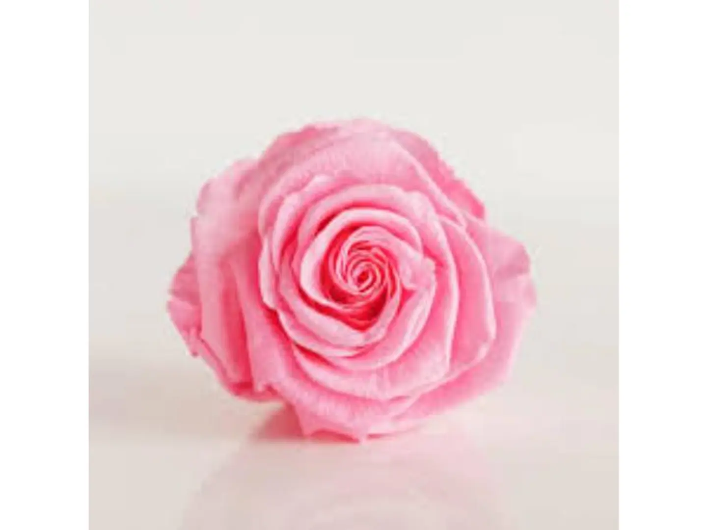 Fushi Rose