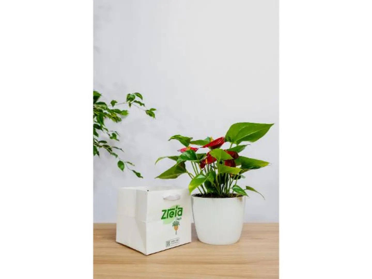 Red Anthurium Plant Gift