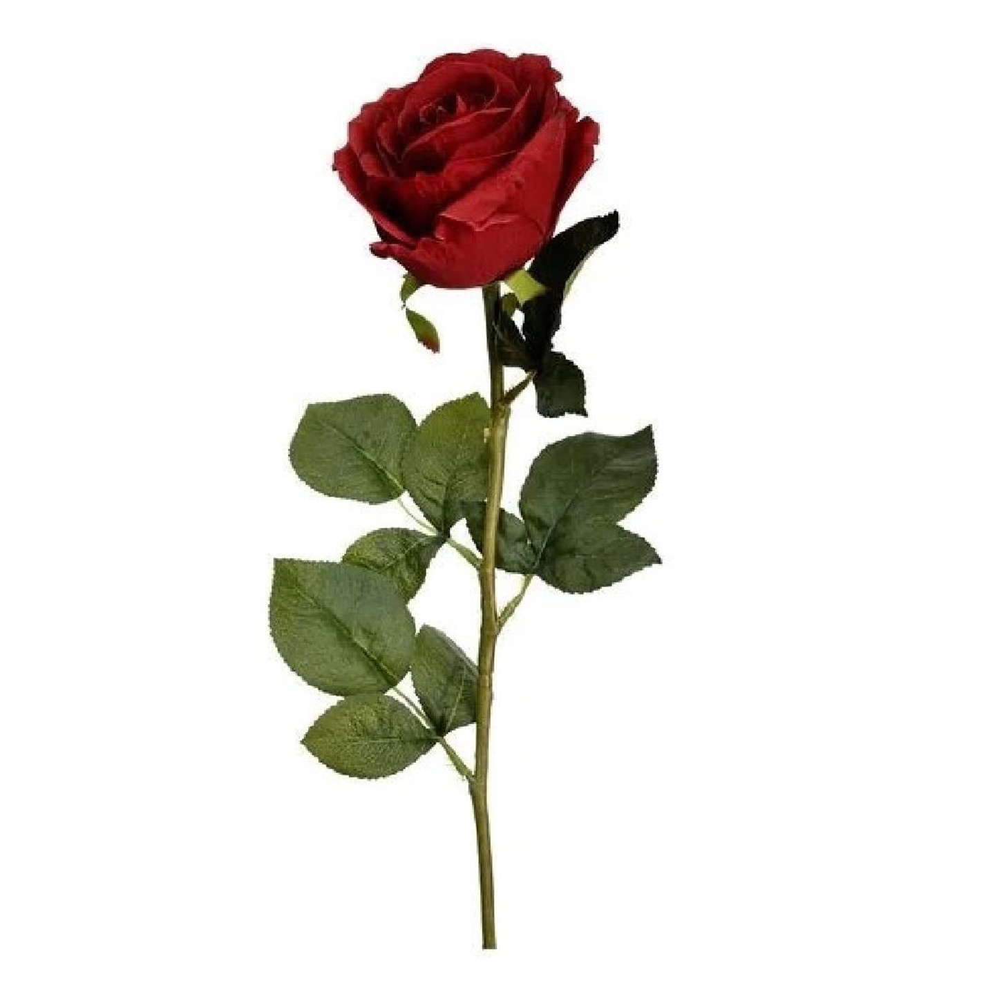 جوري أحمر