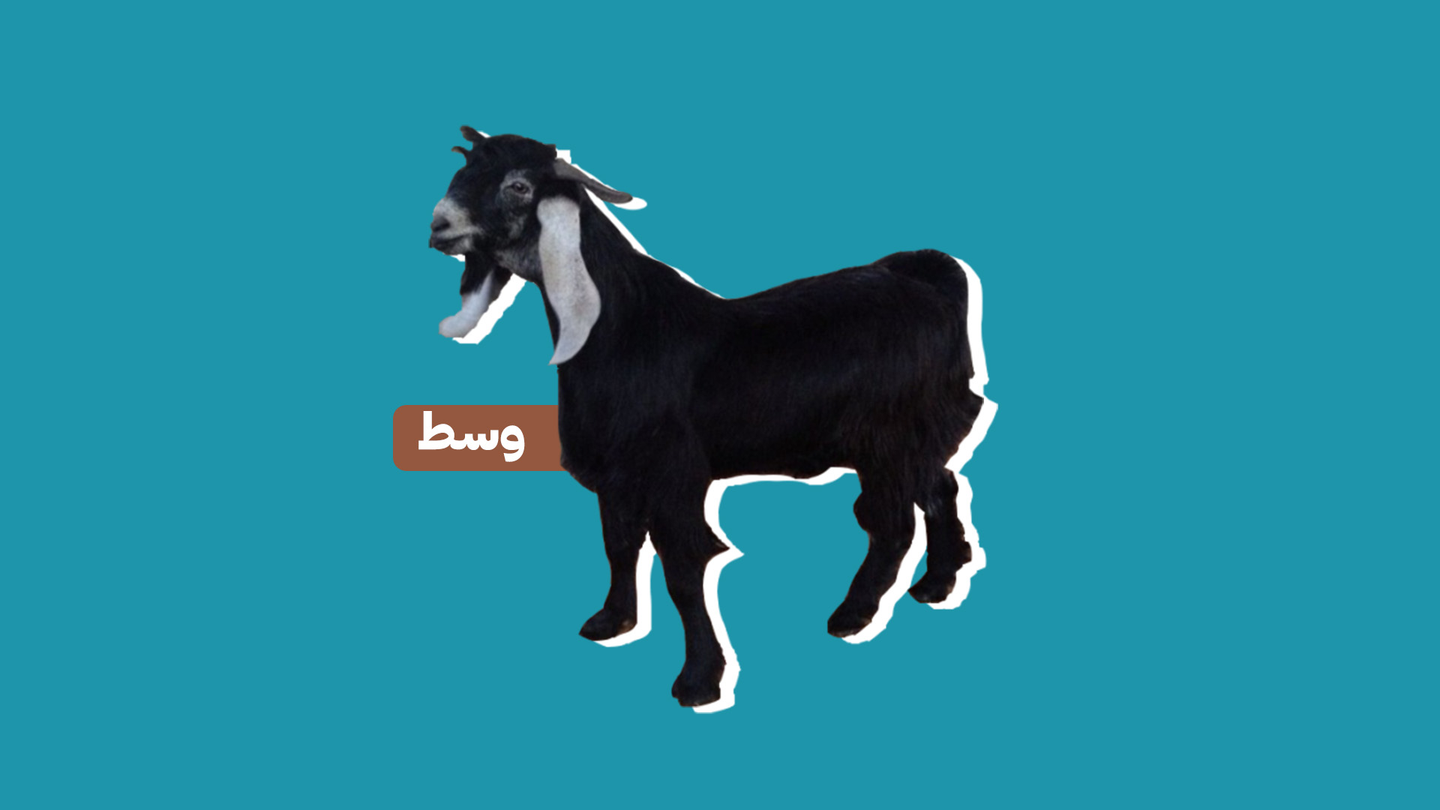 تيس بلدي )وسط(