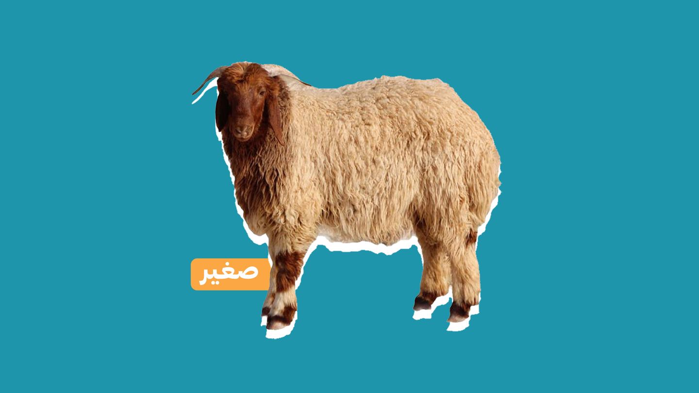 خروف نعيمي بلدي )صغير(
