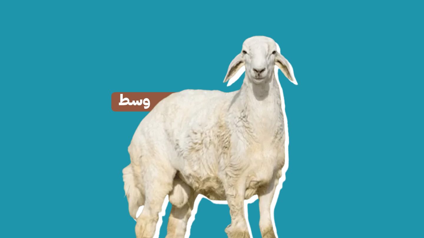 خروف حري بلدي )وسط(