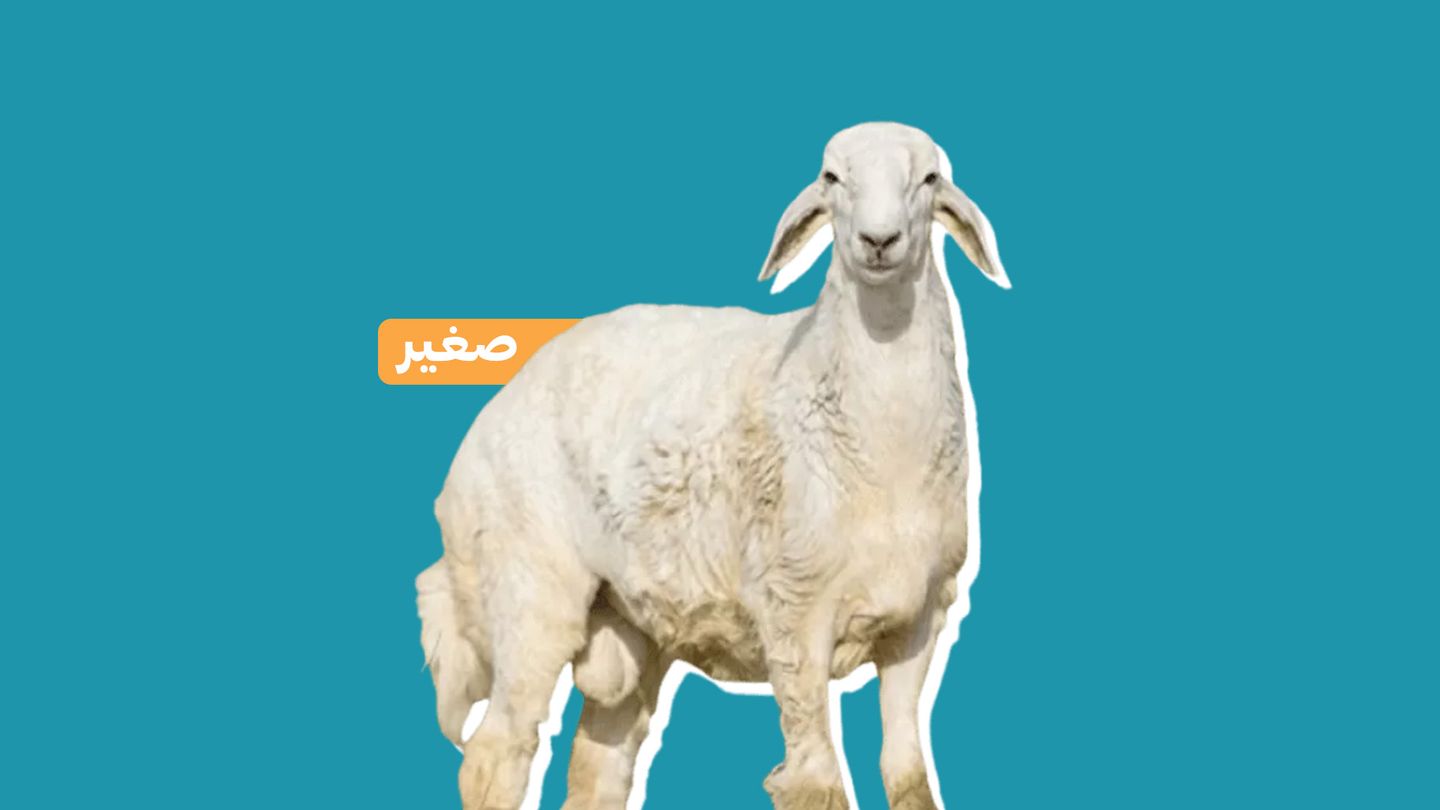 خروف حري بلدي )صغير(