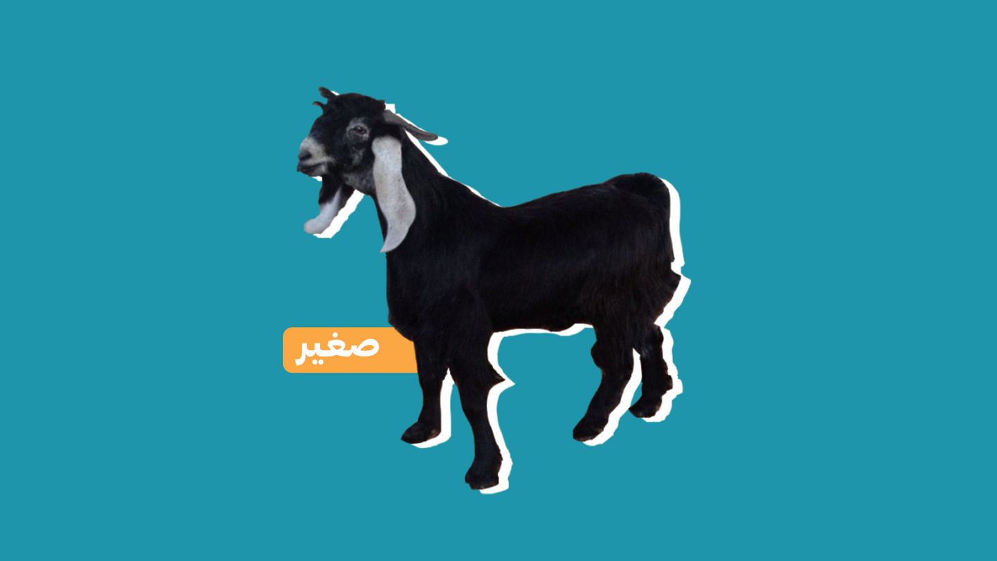 تيس بلدي )صغير(