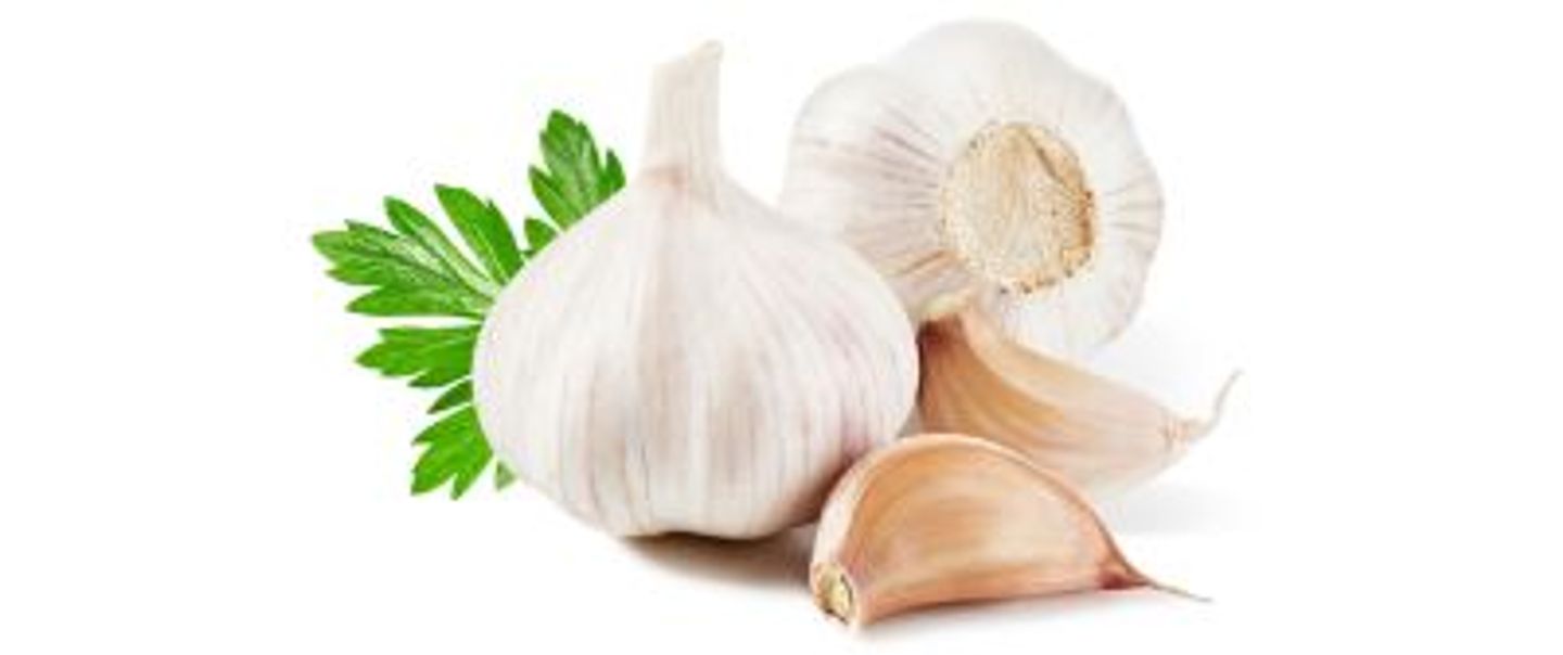 Garlic