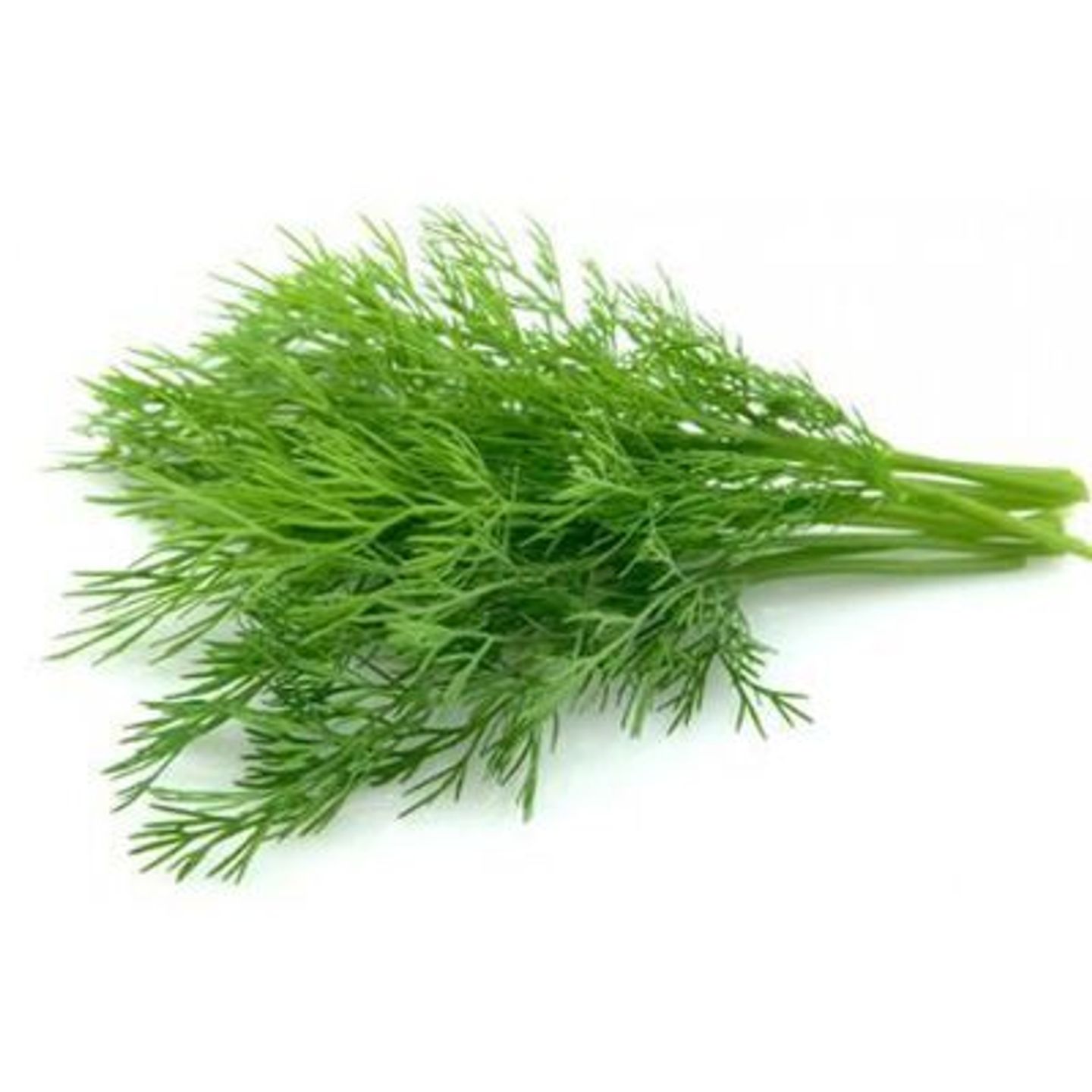 Dill