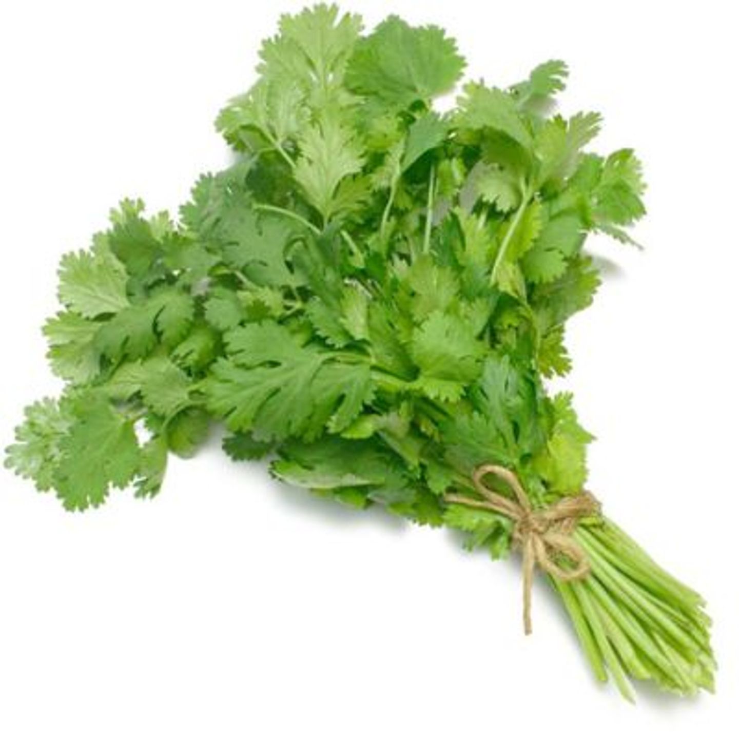 Coriander