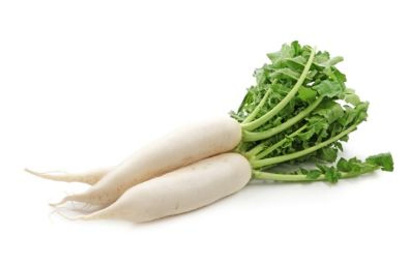 White Radish