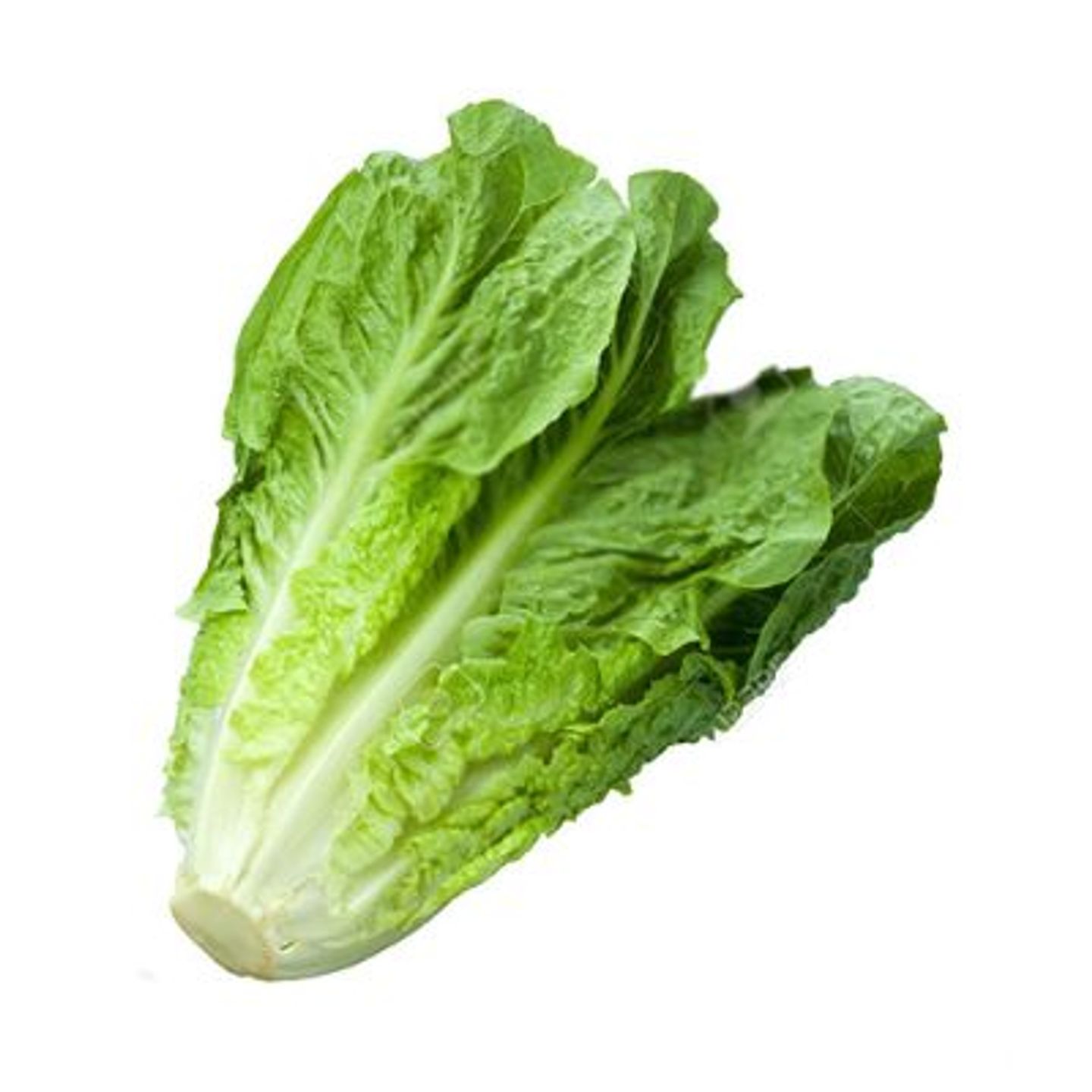 Lettuce