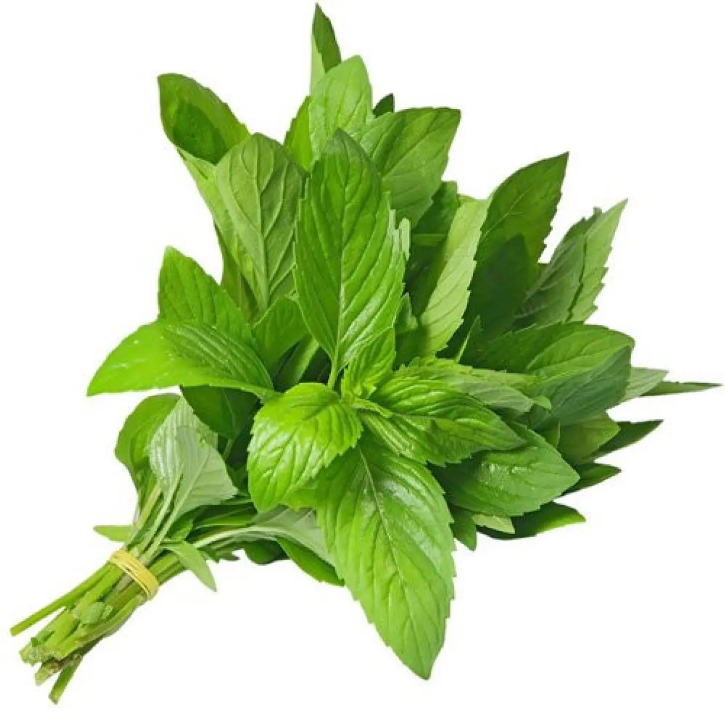 نعناع