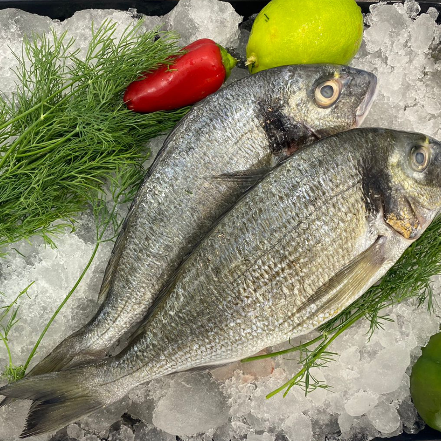 Red Striped Seabream