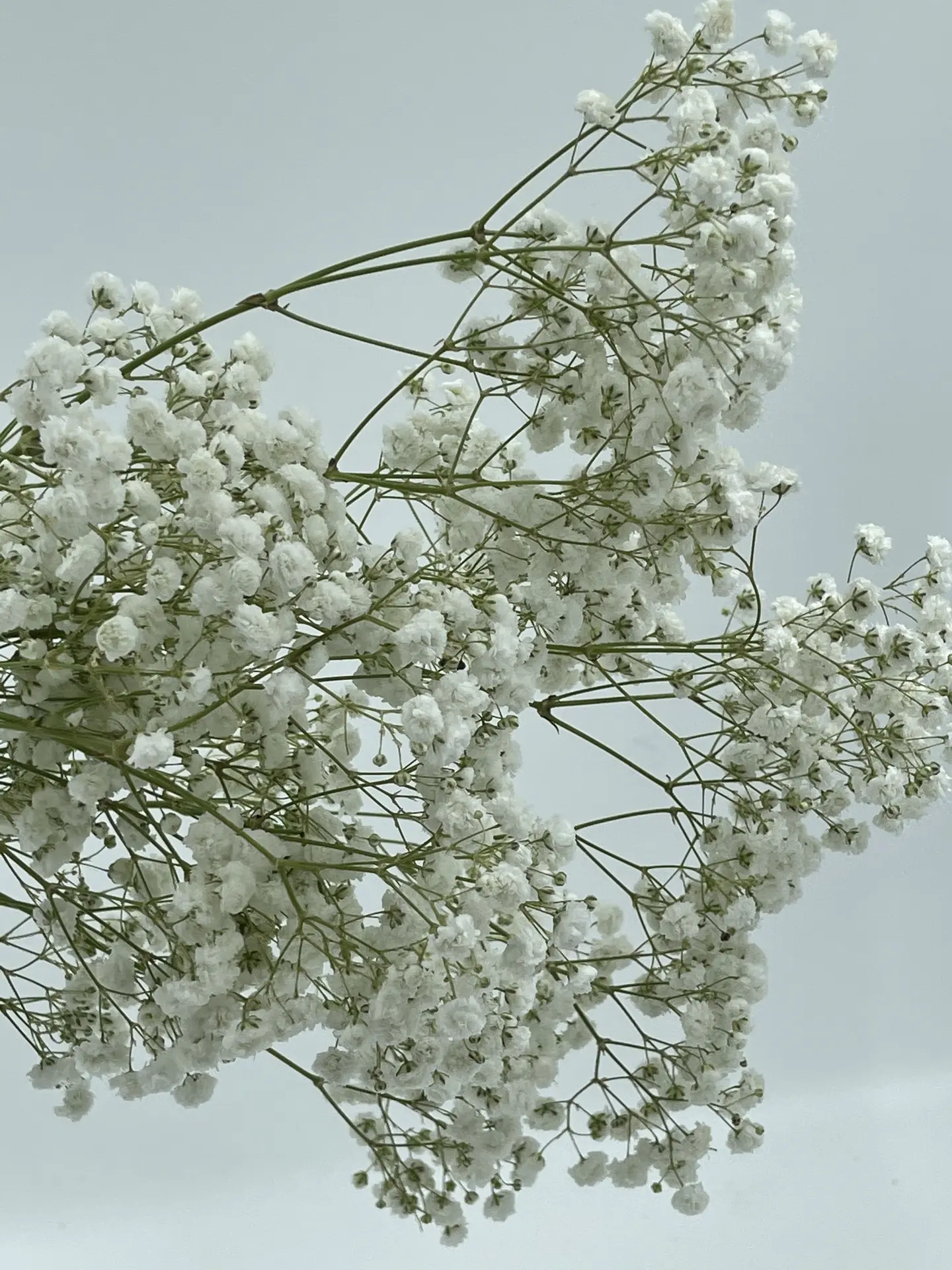 ورد طبيعي A024