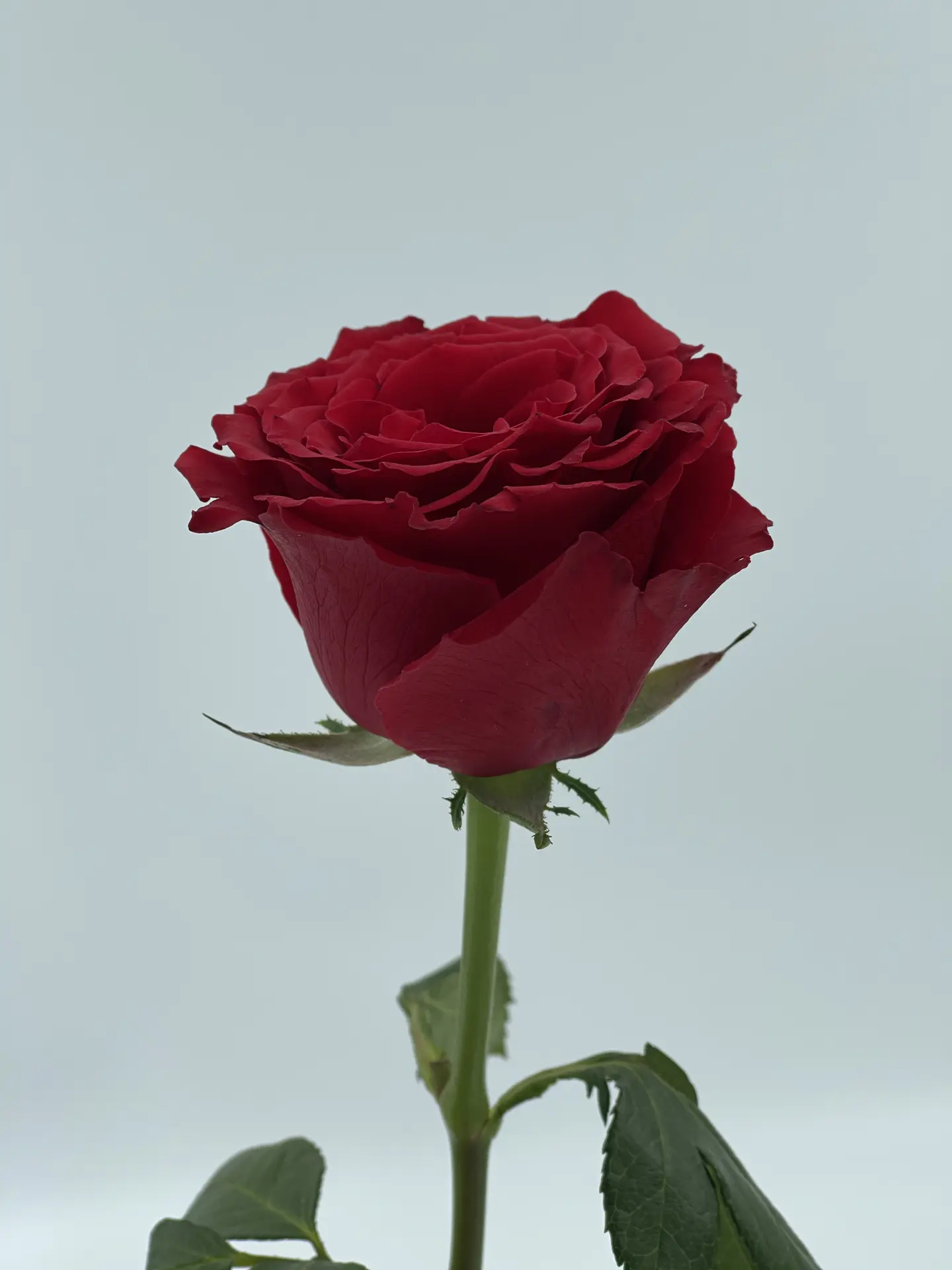 Natural Rose A027