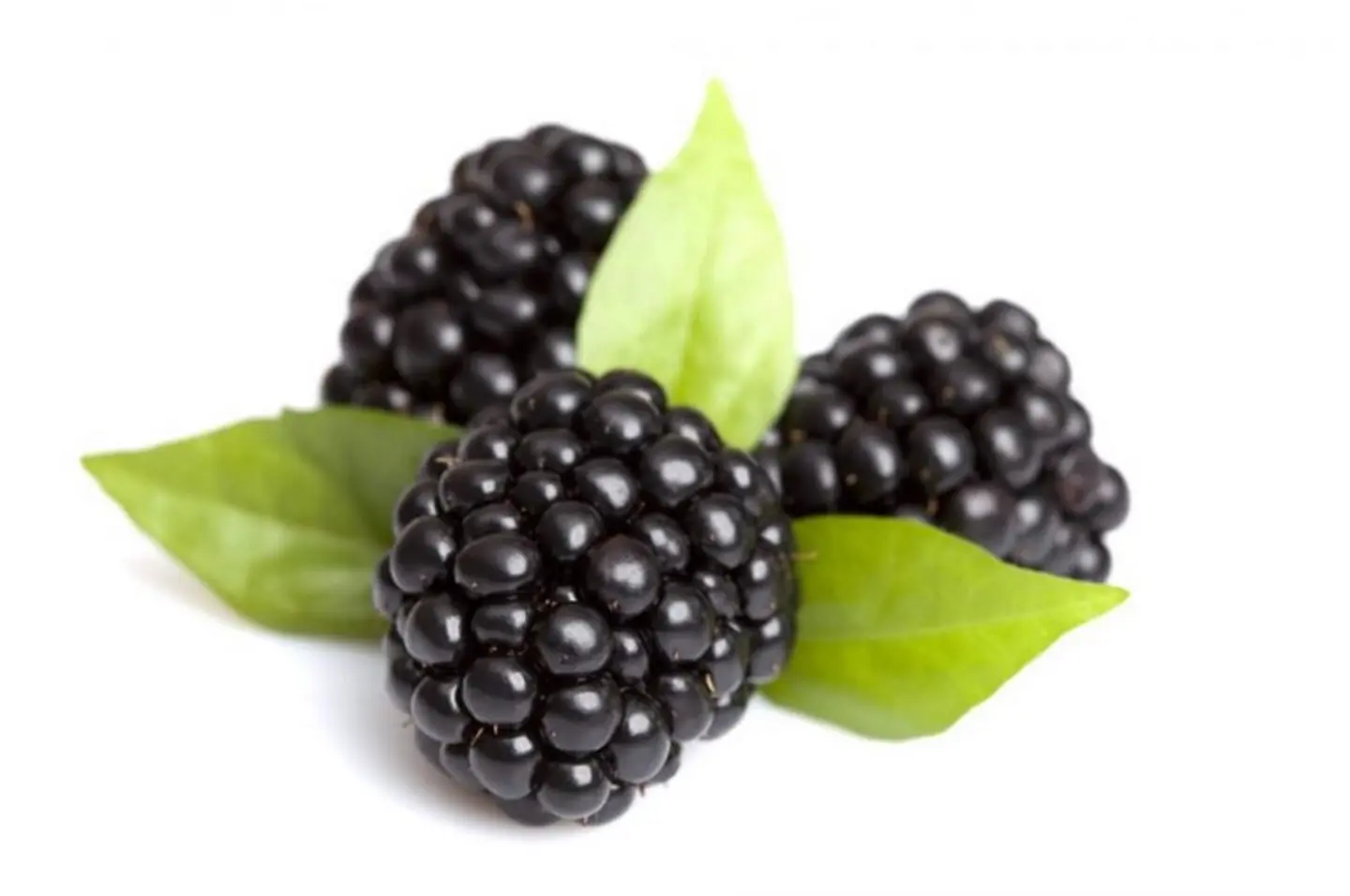 Blackberry