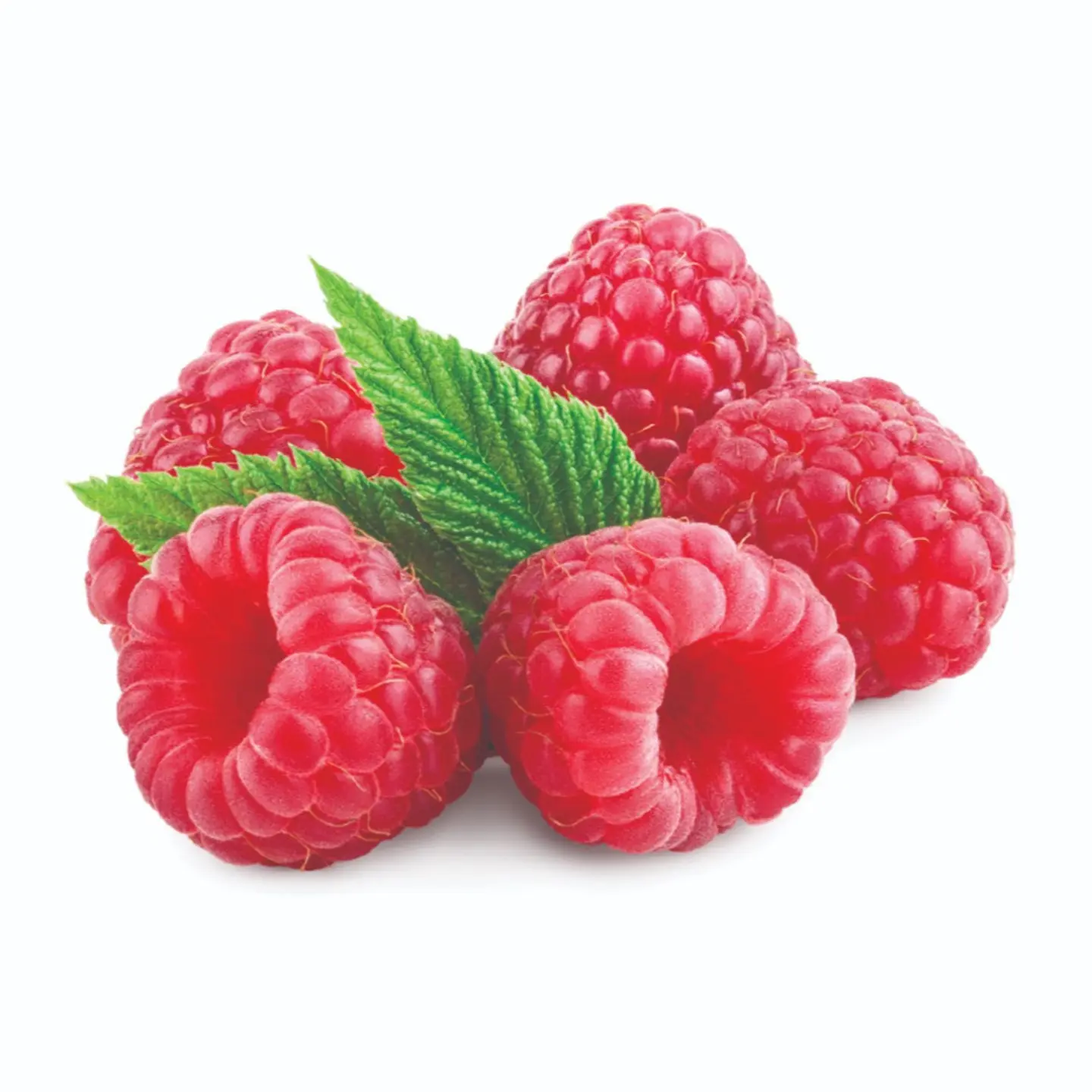 Red Mulberry