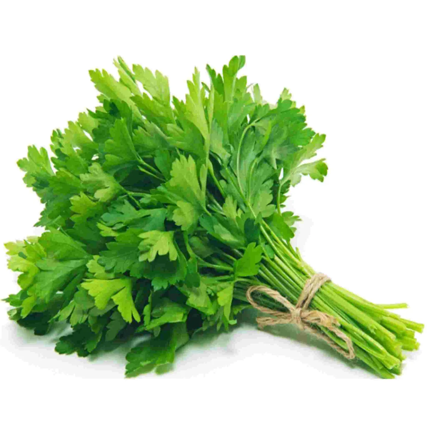 Coriander