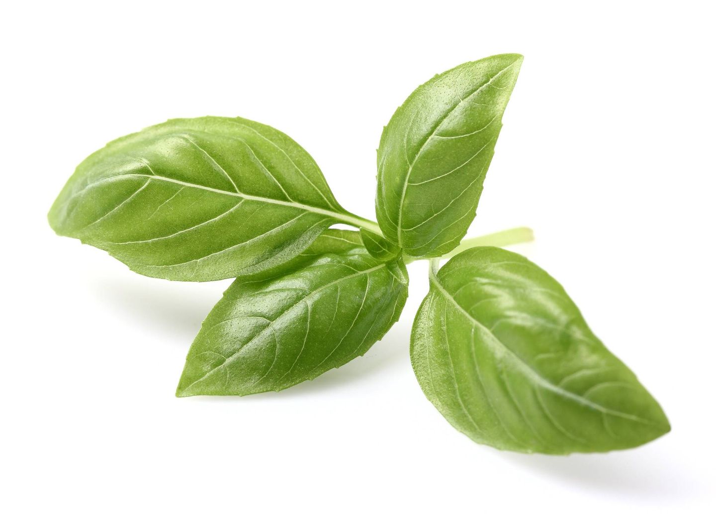 حبق