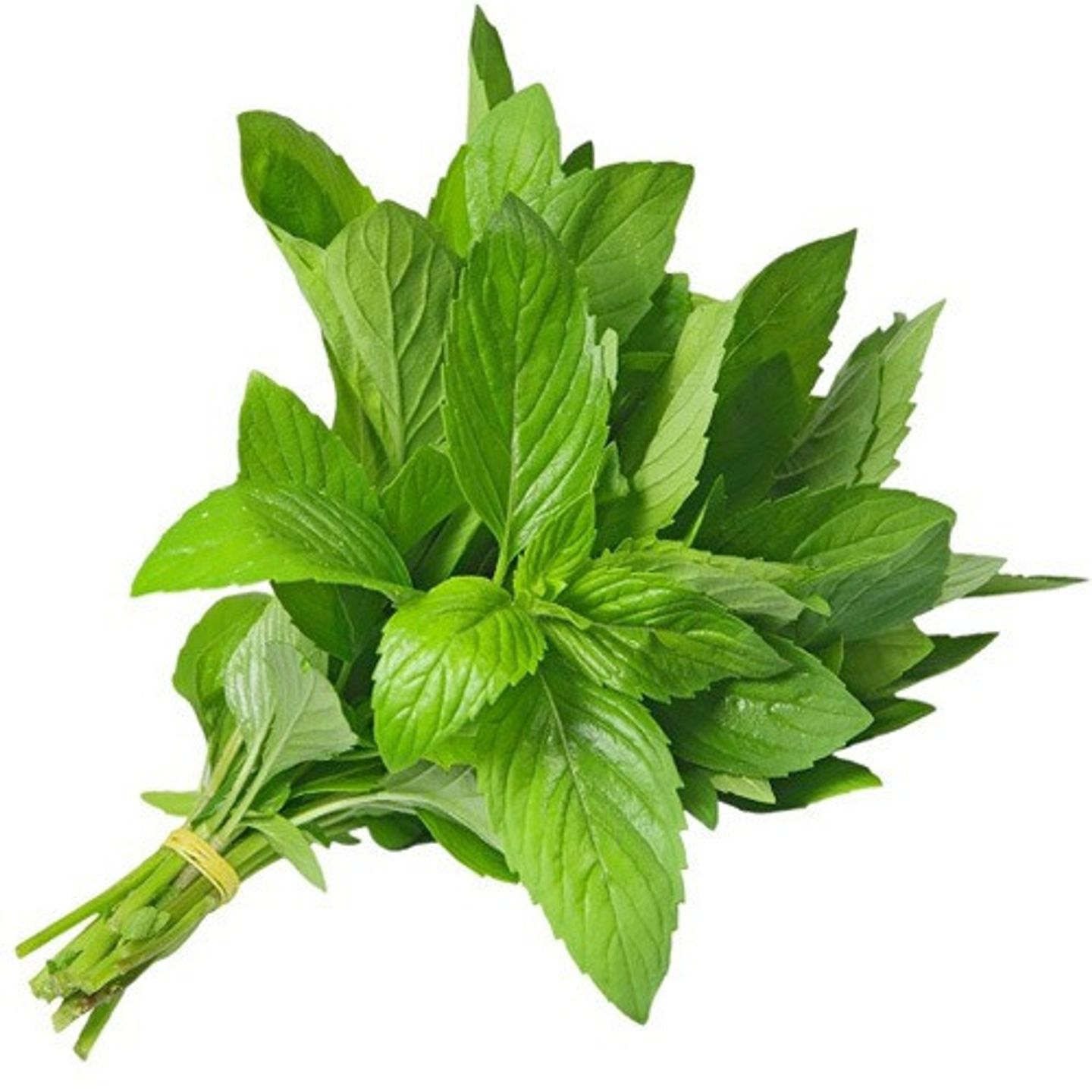 نعناع