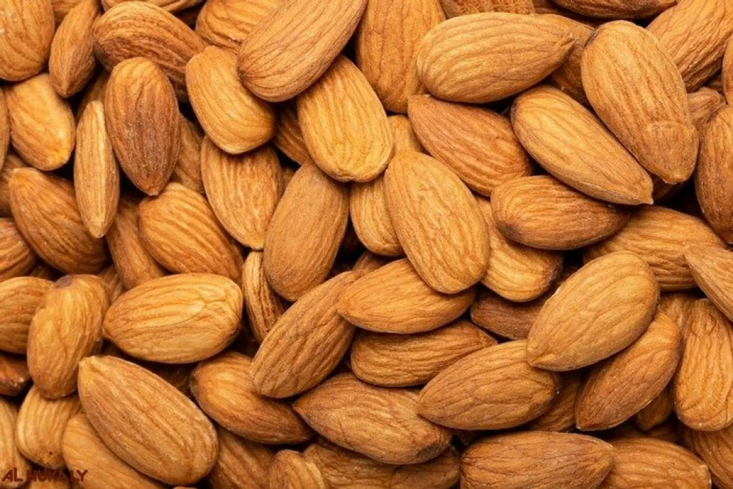 لوز امريكي نيء