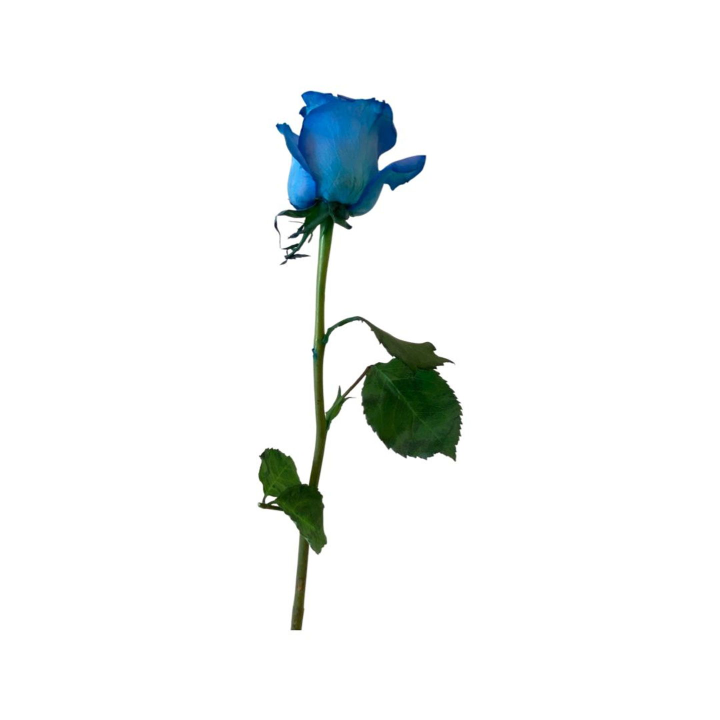 ج1004