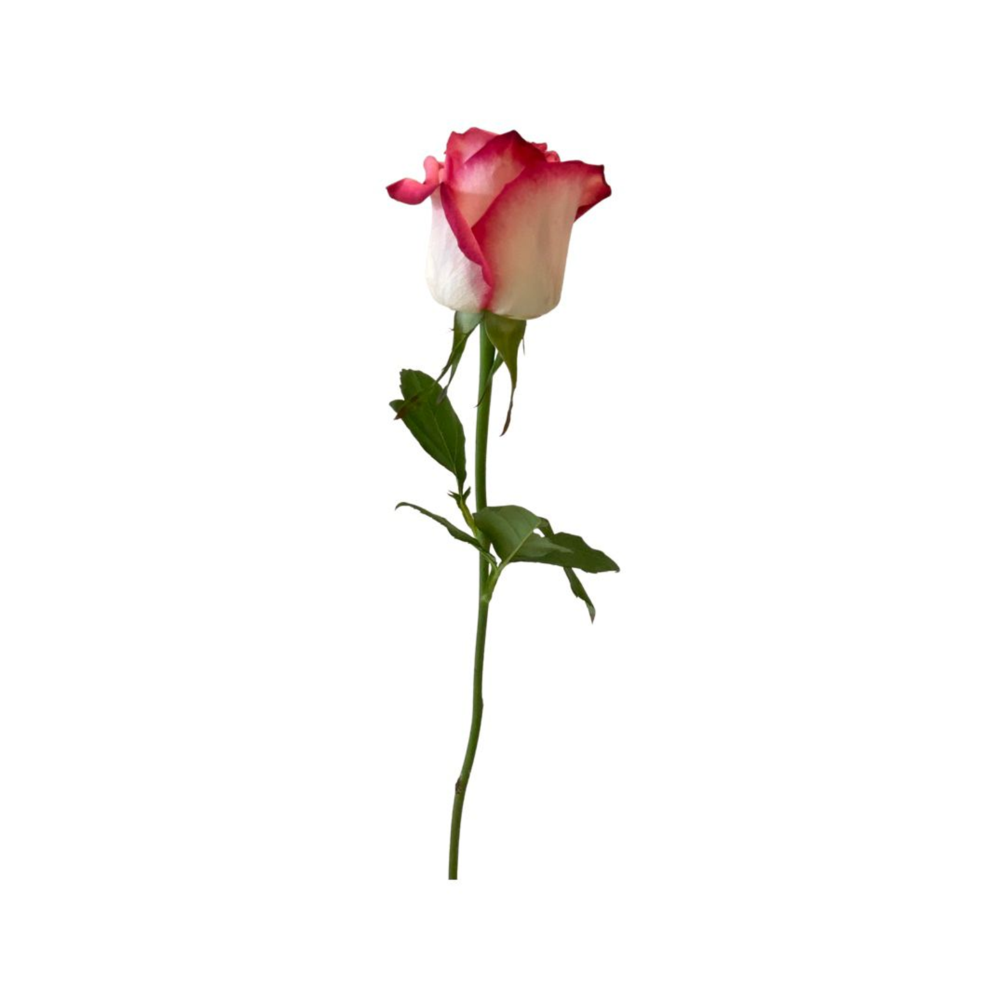 ج1005