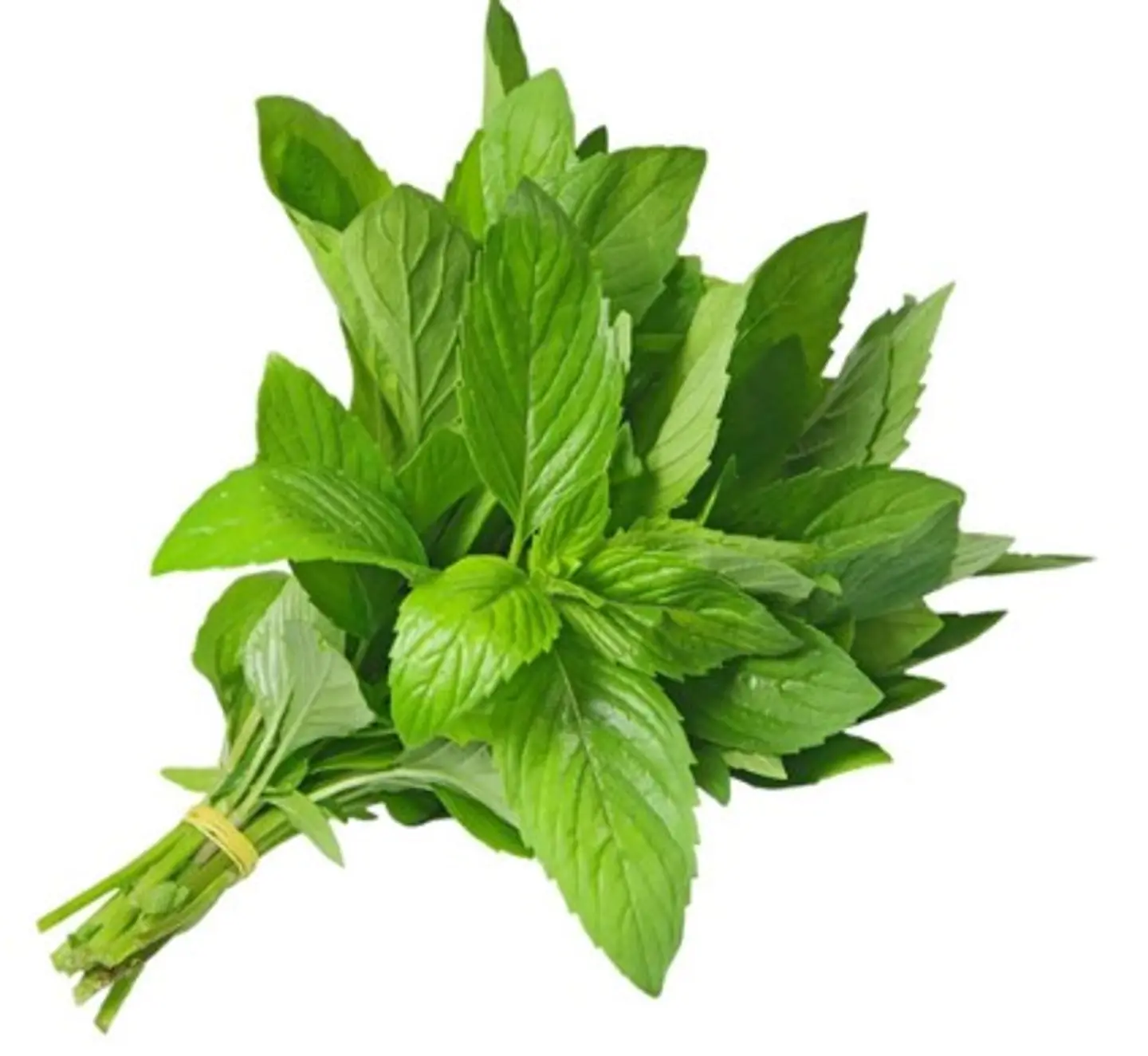 Mint