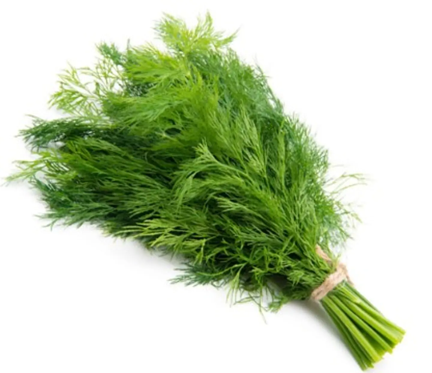 Dill