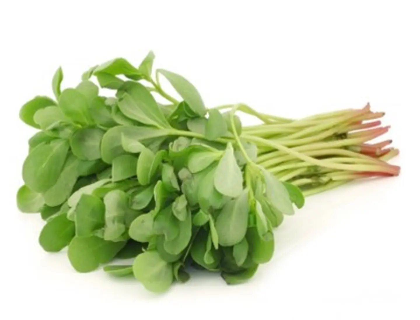 Common Purslane